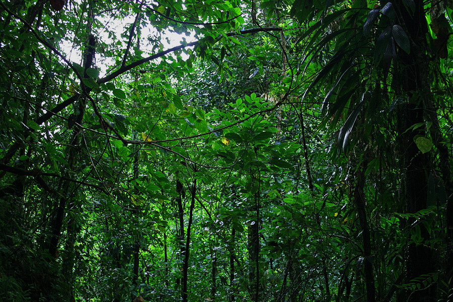 Rain Forest on Domenica
