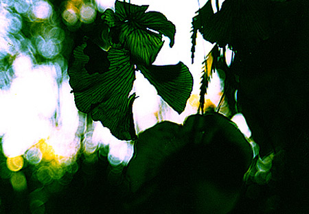 rain forest, Punakaiki, New Zealand