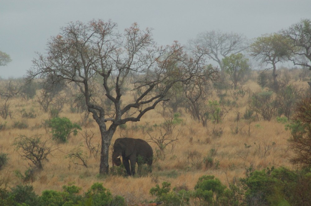 Rain in Africa