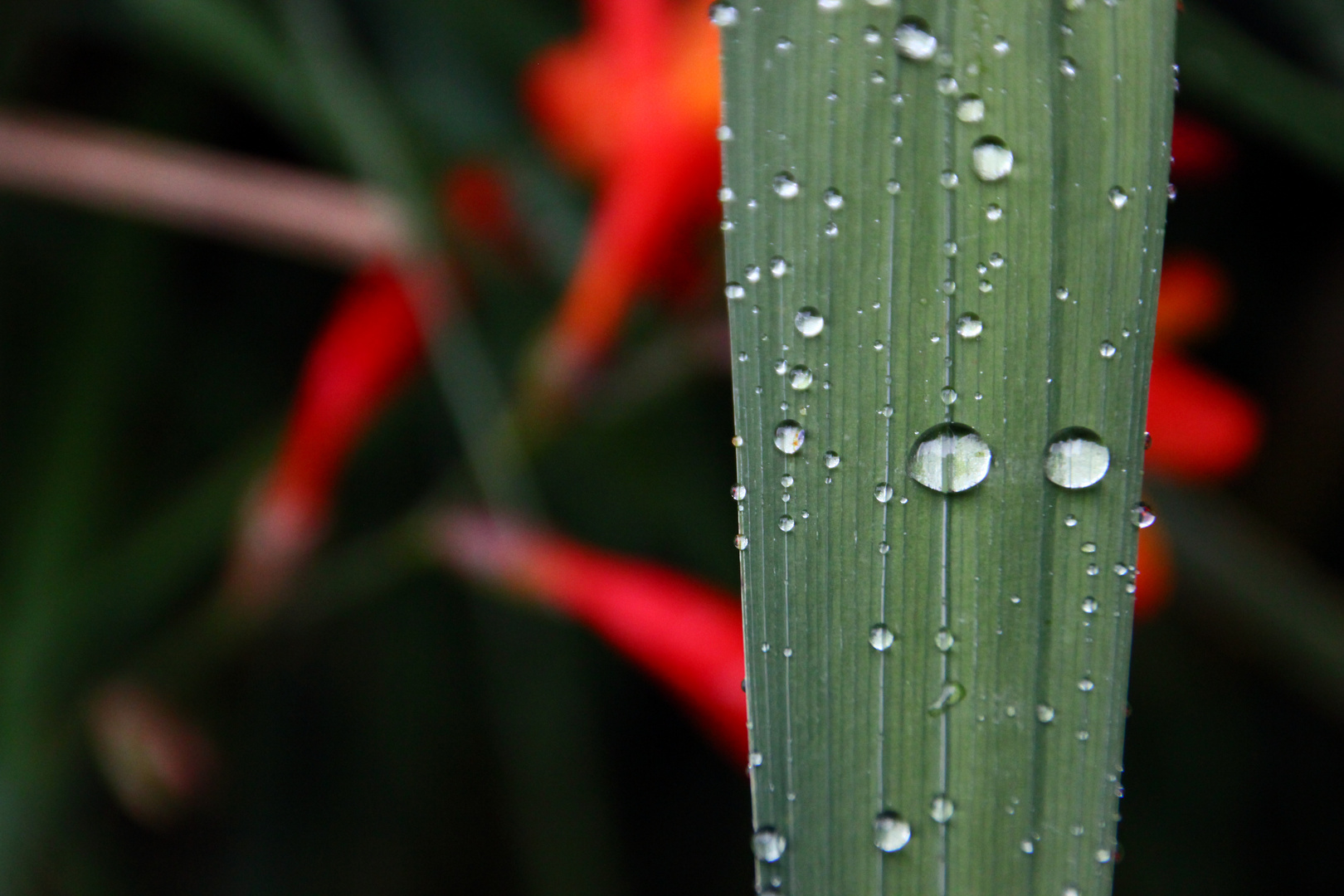 Rain in Colombia