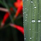 Rain in Colombia