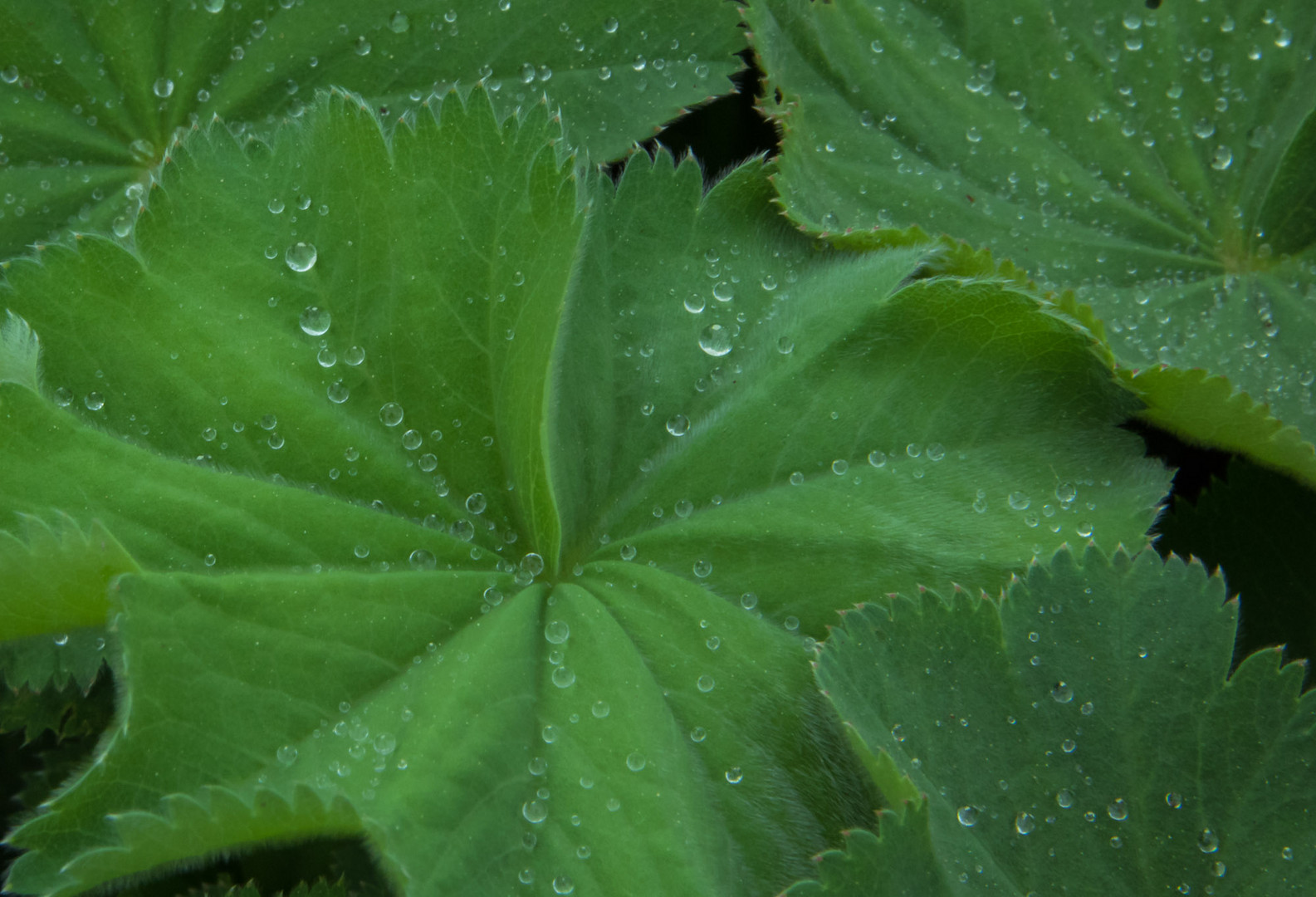 Rain in May