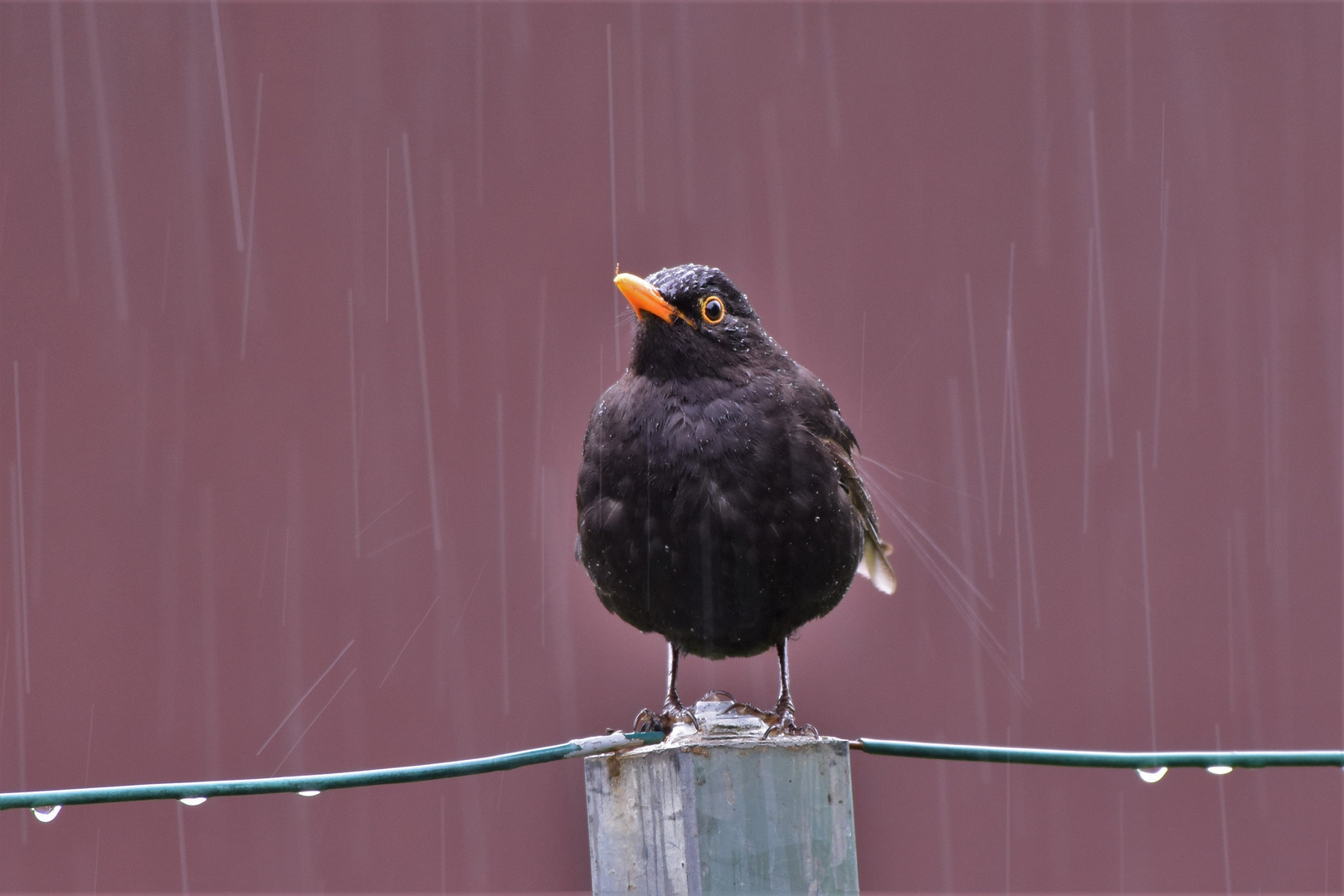 rain in may