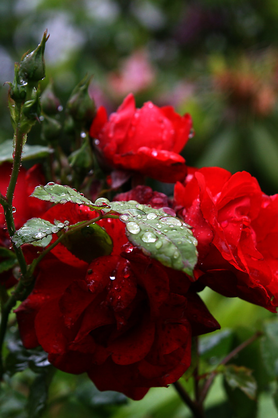 rain in may