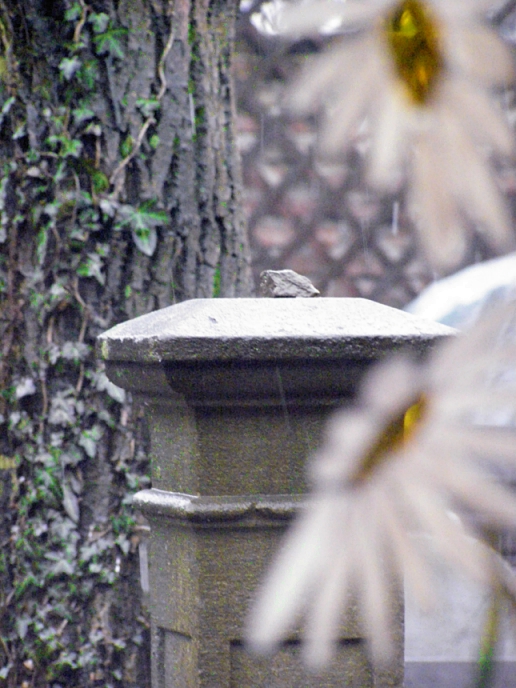 rain in the garden