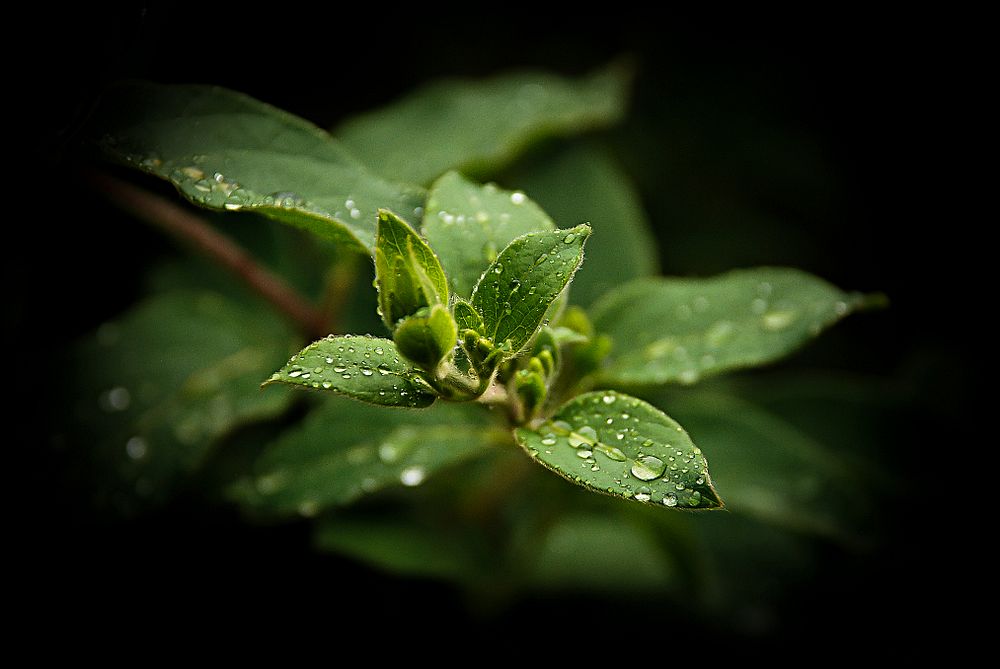 Rain in the morning