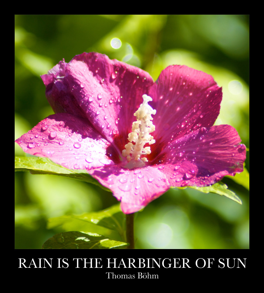 Rain Is The Harbinger Of Sun