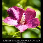 Rain Is The Harbinger Of Sun