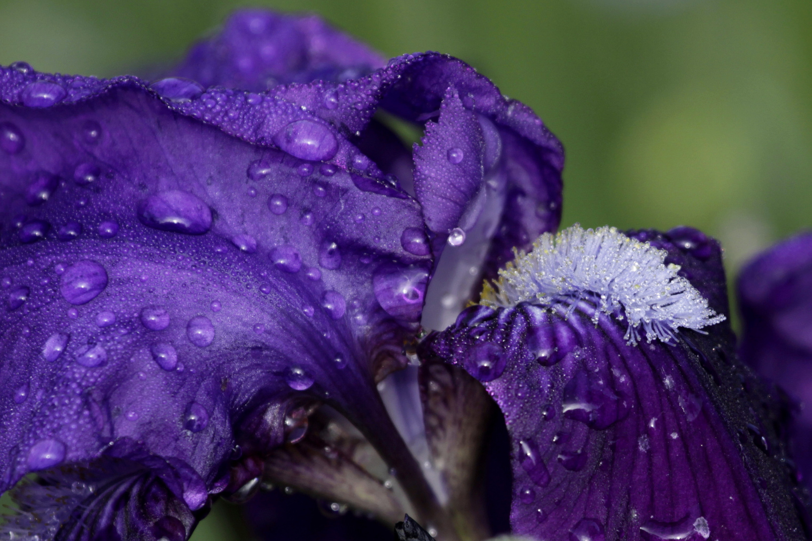 rain on iris