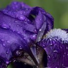 rain on iris