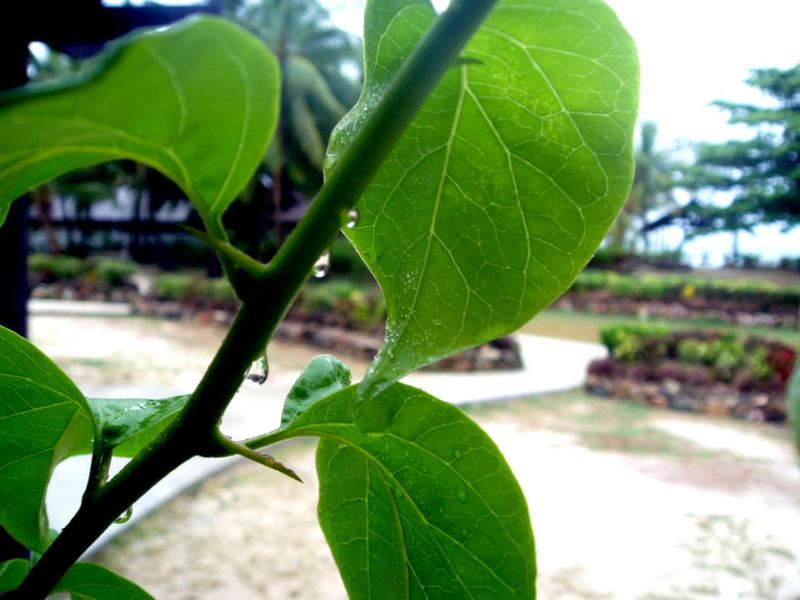 Rain on leaves