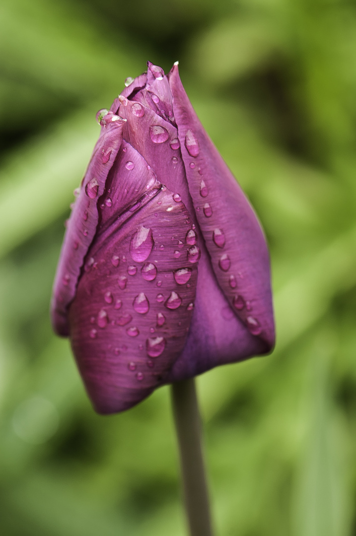 Rain on my Tulip