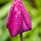 Rain on my Tulip