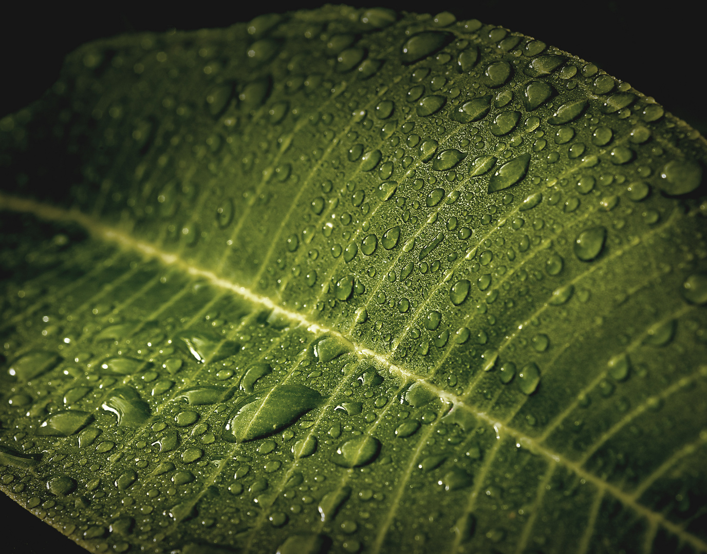 Rain on the Leaf