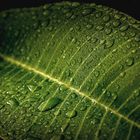 Rain on the Leaf