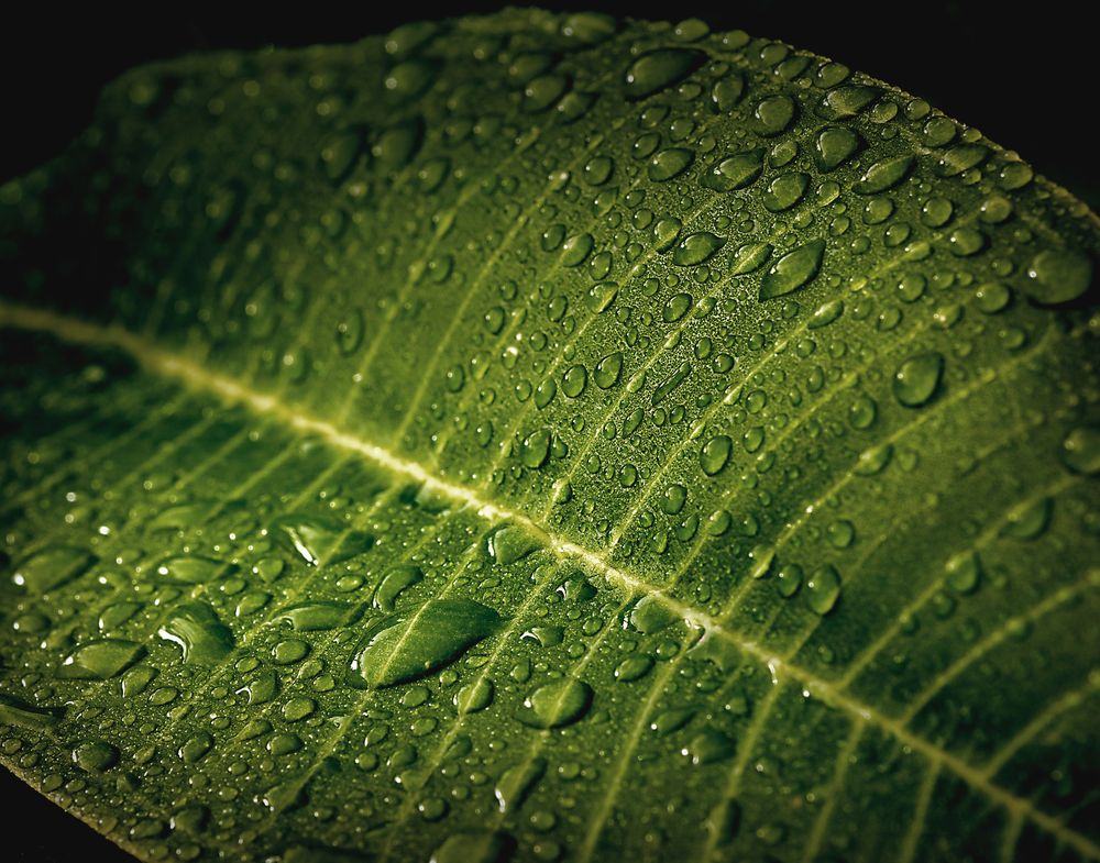 Rain on the Leaf