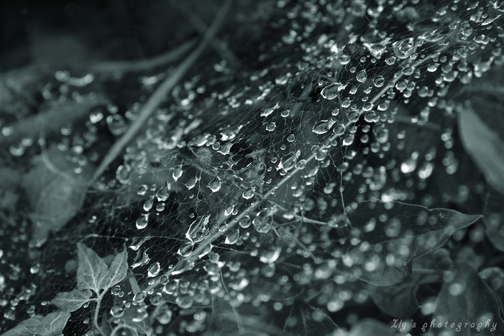 rain on the spider web