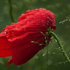 *** Rain Poppy ***