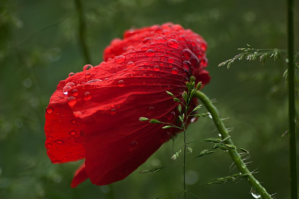 *** Rain Poppy ***