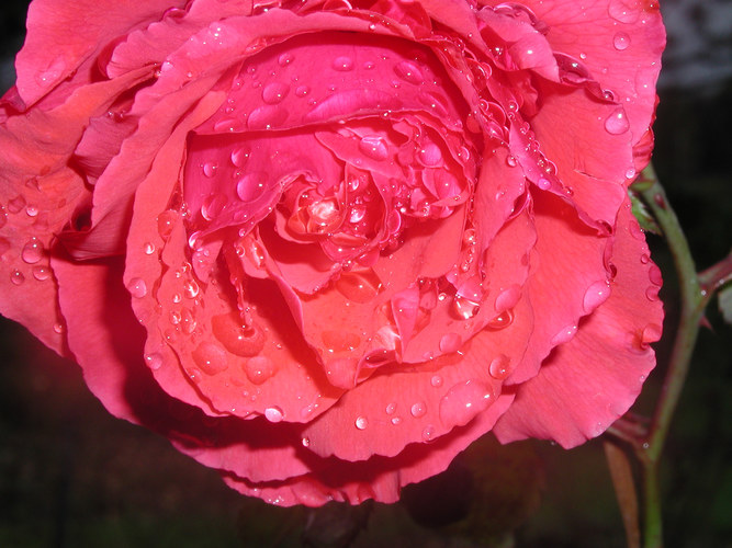 Rain Rose