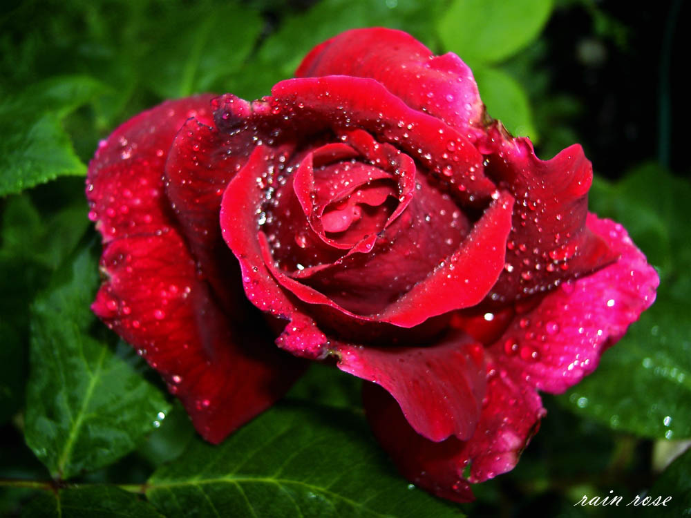 rain rose