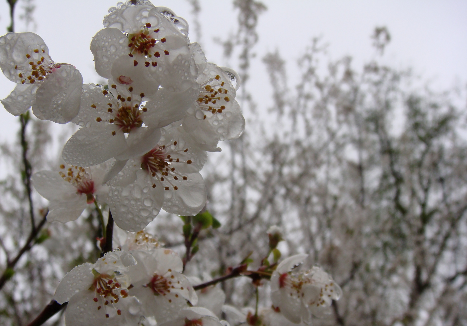 Rain & wet Blossoms...