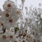 Rain & wet Blossoms...