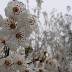 Rain & wet Blossoms...