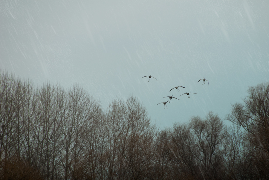 rainbirds