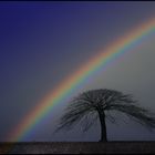 rainbow....