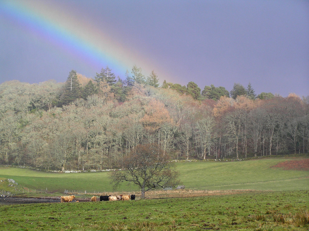 Rainbow and Cattle