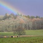 Rainbow and Cattle