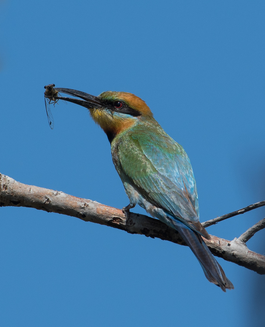 Rainbow Bee-eater