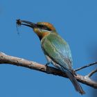 Rainbow Bee-eater