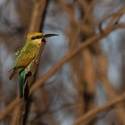 Rainbow Bee-eater