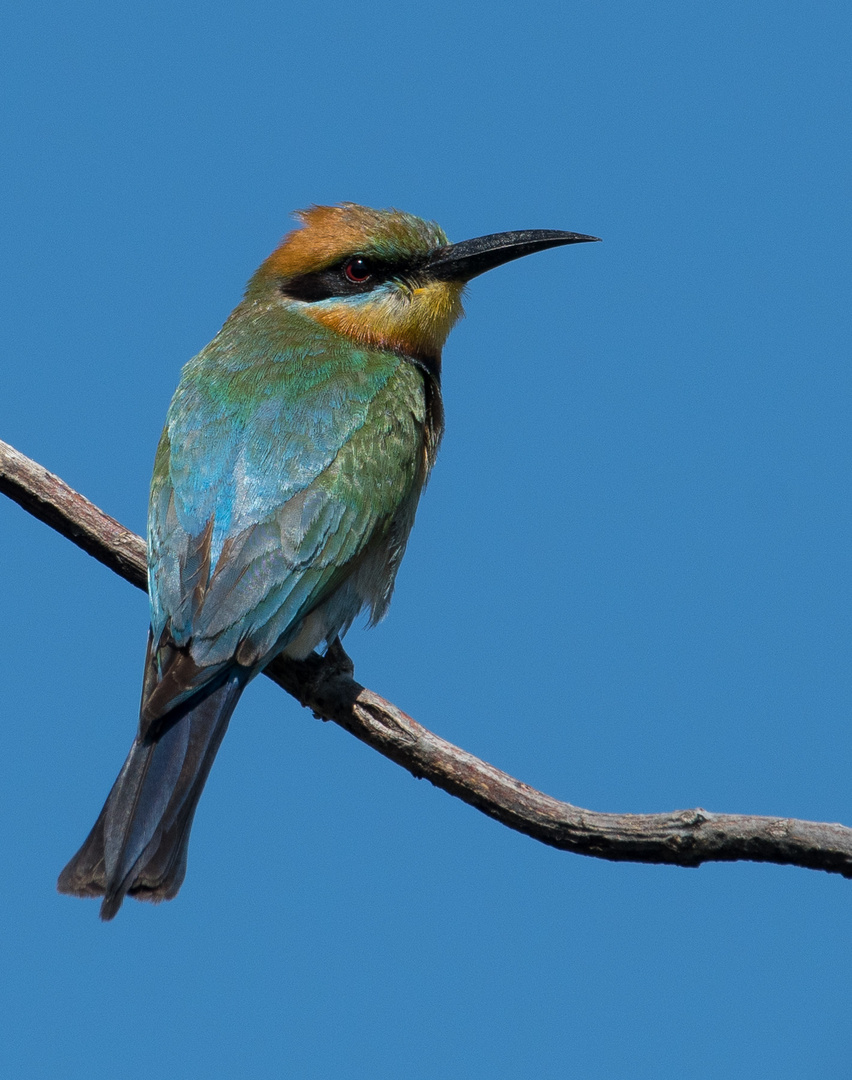 Rainbow Bee-eater