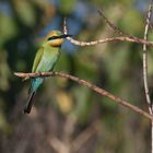 Rainbow Bee-eater