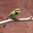 Rainbow bee - eater