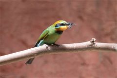 Rainbow bee - eater