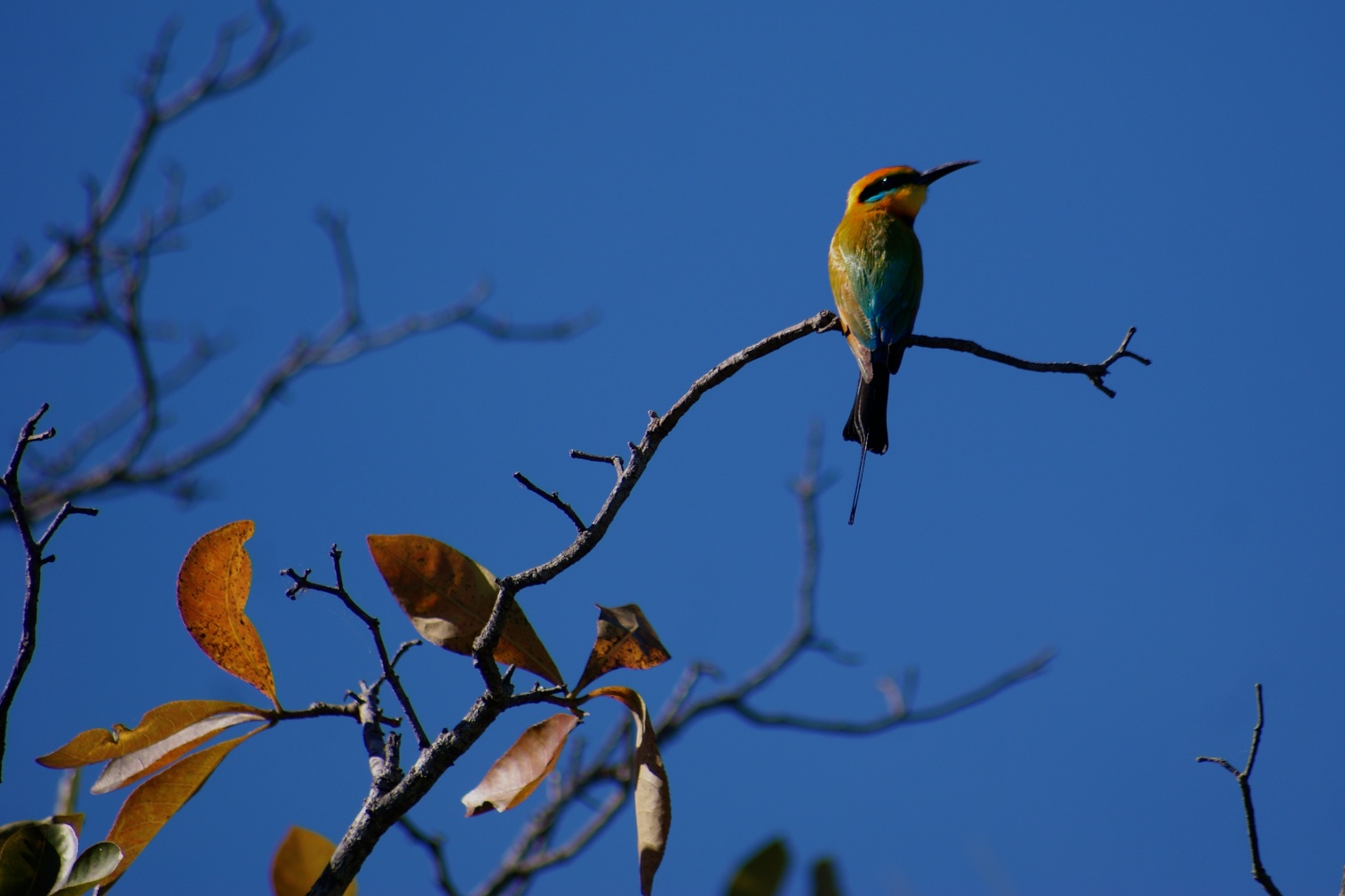 Rainbow Bee-Eater