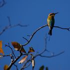 Rainbow Bee-Eater