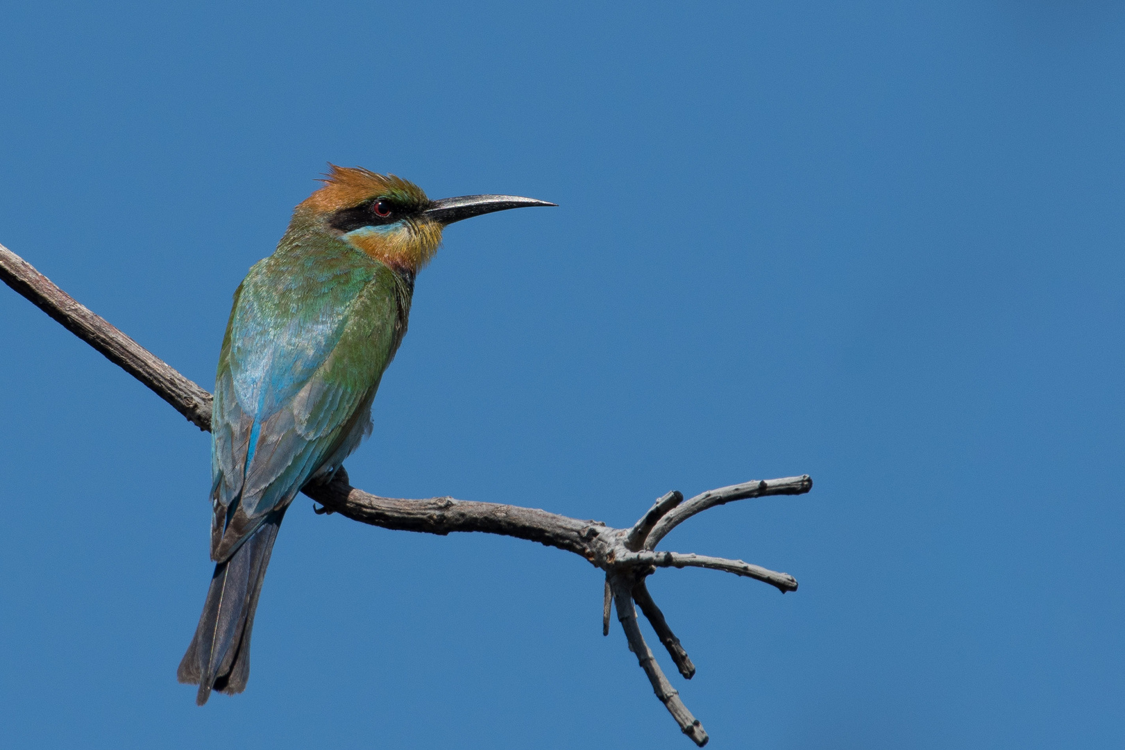 Rainbow Bee-eater