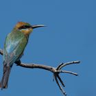 Rainbow Bee-eater