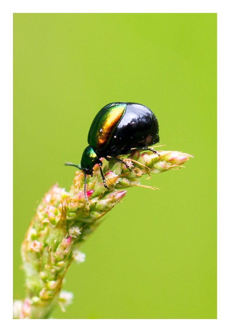 Rainbow beetle