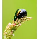 Rainbow beetle