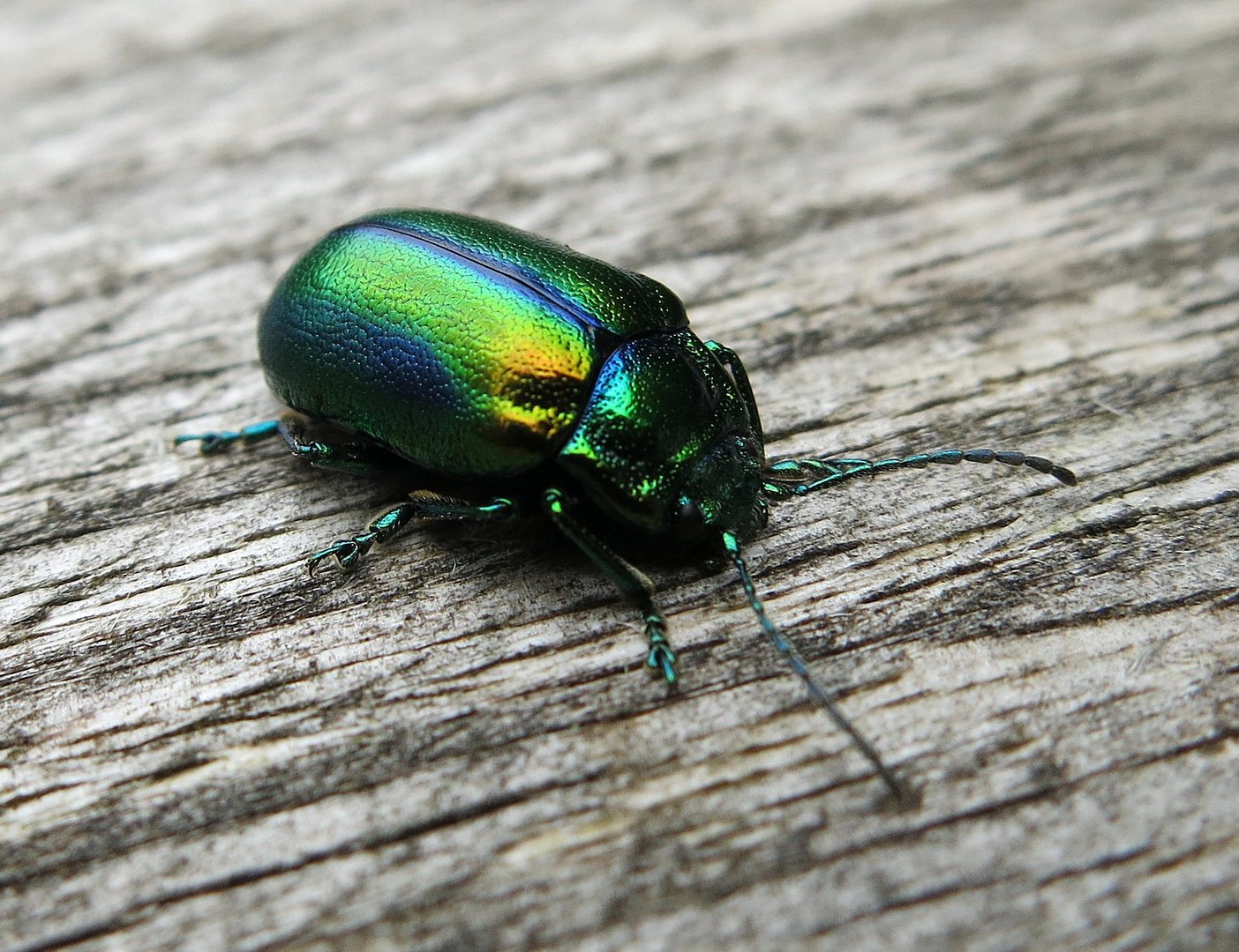 rainbow beetle