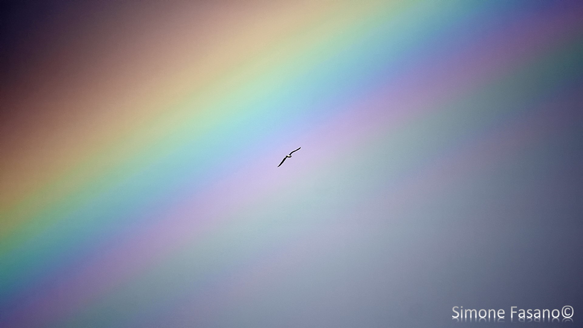 rainbow bird