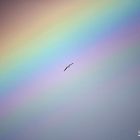 rainbow bird