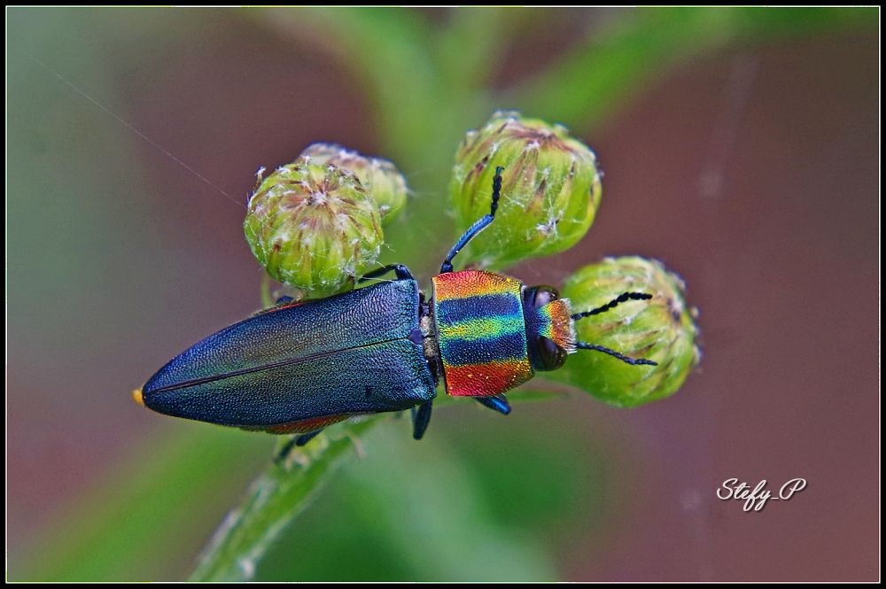 Rainbow bug