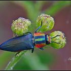 Rainbow bug